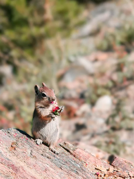 Chipmunk chewing a nut — Stock Photo, Image