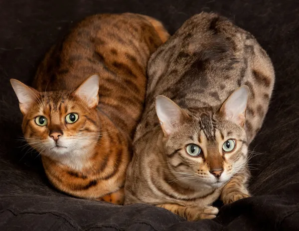 Ζευγάρι Βεγγάλη γατάκια στο κάθισμα — Φωτογραφία Αρχείου