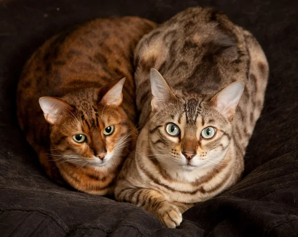 Пара бенгальских котят на сиденье — стоковое фото