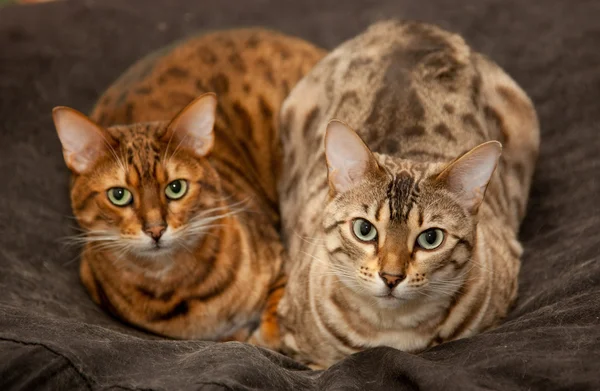 Dvojice Bengálsko koťata na sedadle — Stock fotografie