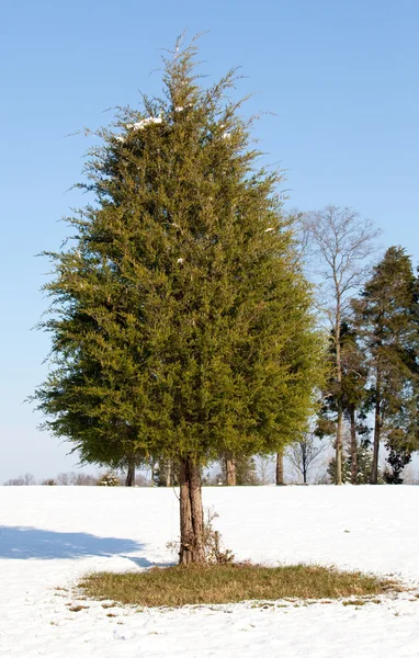 Single conifer in the snow — Stock Photo, Image