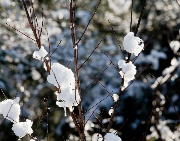 Neige sur les brindilles nues en hiver — Photo