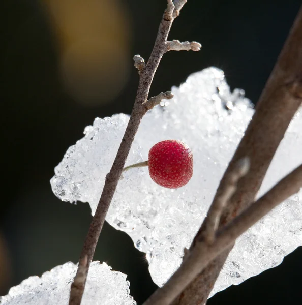 氷晶に対して赤いベリー — ストック写真