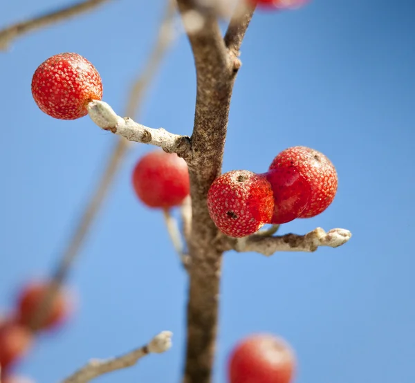 Красная ягода против кристаллов льда — стоковое фото