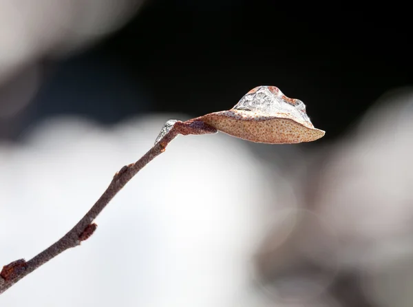 Frozen drop of water in small leaf — Stock Photo, Image