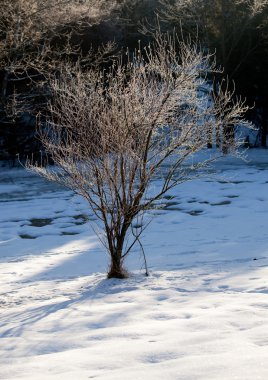 Sunlight on frosted twigs of tree clipart