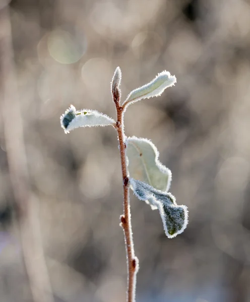 Güneş ışığı buzlu yapraklarda — Stok fotoğraf