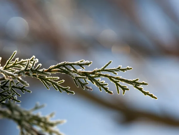 Sunlit frosted pine needles — Stock Photo, Image