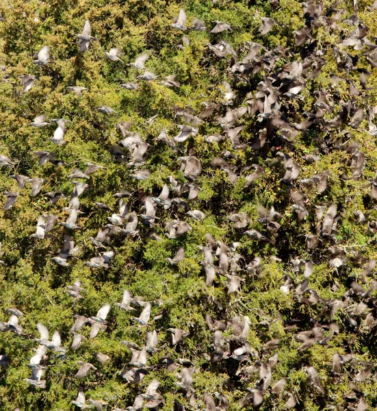 stock image Swarm of starlings sitting in a conifer