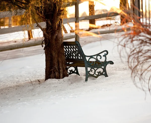 Wrought iron bench under tree — Stock Photo, Image