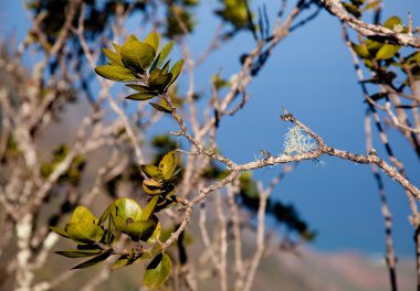 Leaves frame Na Pali Coast clipart