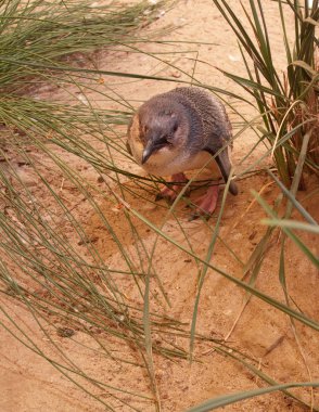 Penguin in sand at Victor Harbor clipart