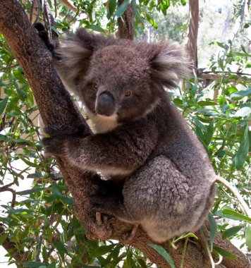 Koala Bear in tree clipart