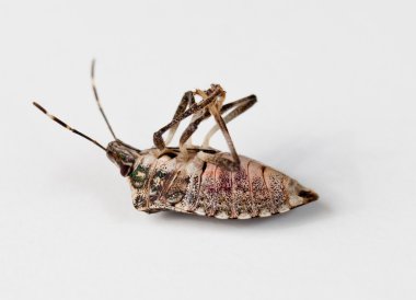 Stink bug lying on back clipart