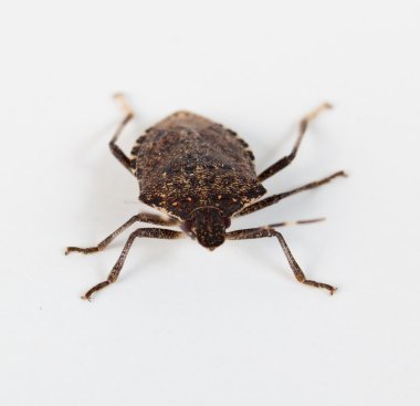 Stink bug facing the camera clipart