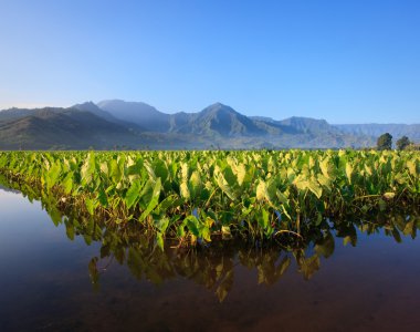 Taro plants at Hanalei clipart