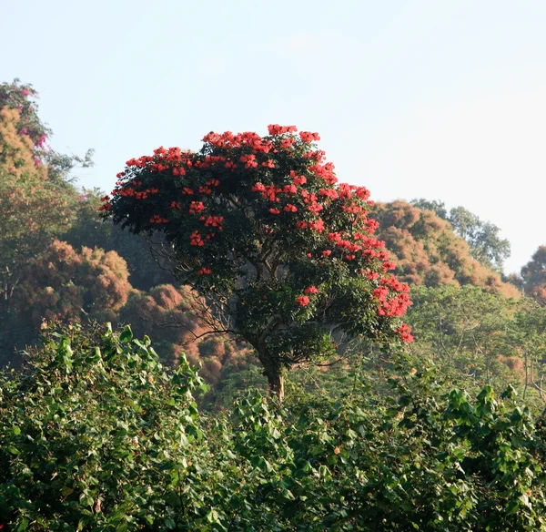 Royal poinciana wzrasta powyżej krzewów — Zdjęcie stockowe