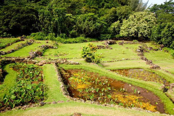 Terraced agriculture on Kauai — Stock Photo, Image
