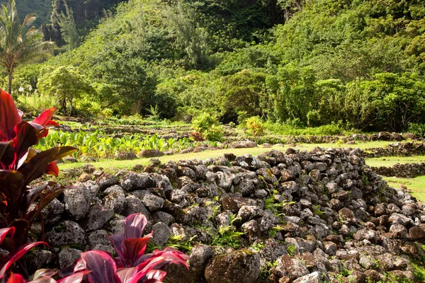 Teraszos mezőgazdaság Kauai — Stock Fotó