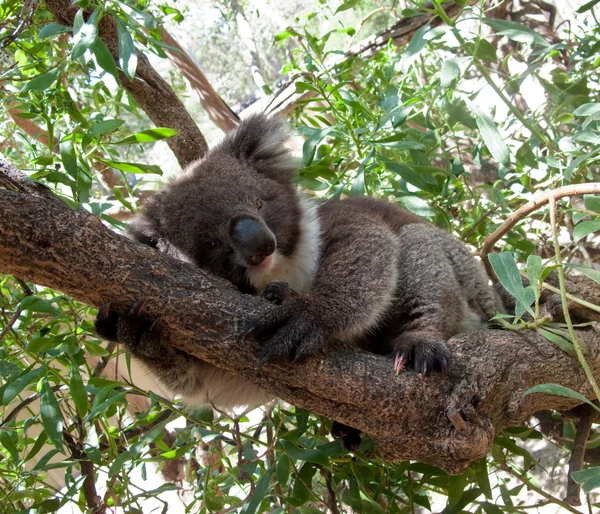 Koala beer in boom — Stockfoto