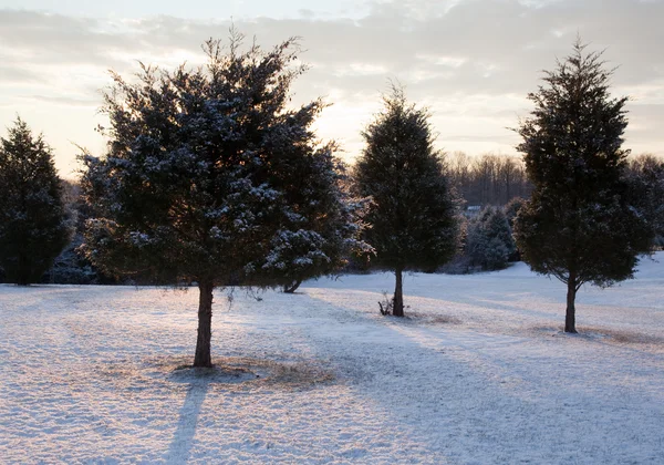 雪に覆われた常緑樹のトリオ — ストック写真