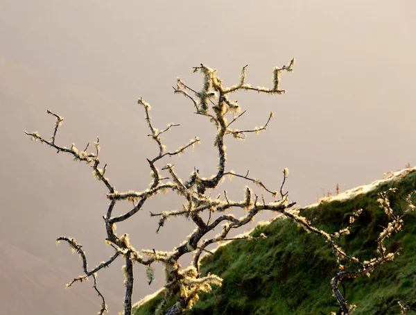 Lichen jaune sur les rameaux d'arbres — Photo