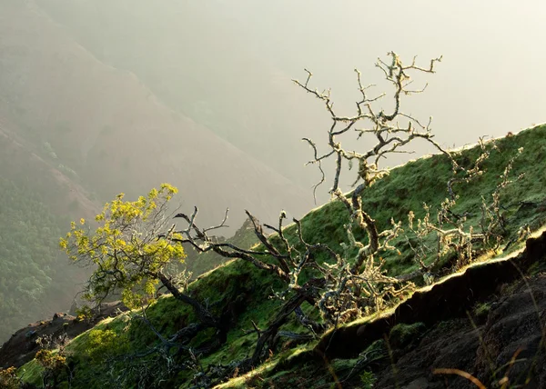 Желтые лишайники на ветках деревьев — стоковое фото