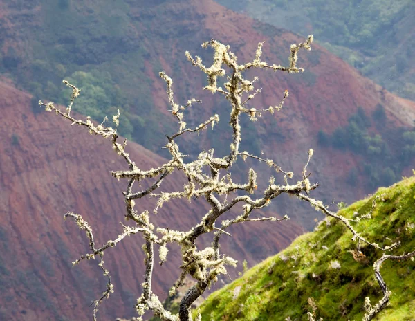 Желтые лишайники на ветках деревьев — стоковое фото