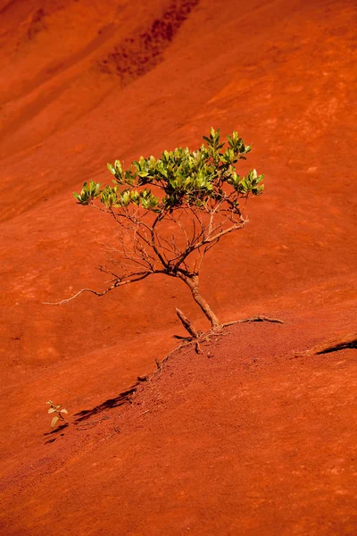 Зеленое дерево в каньоне Вайма — стоковое фото