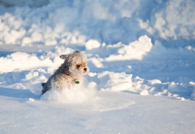 derin karda küçük köpek yavrusu