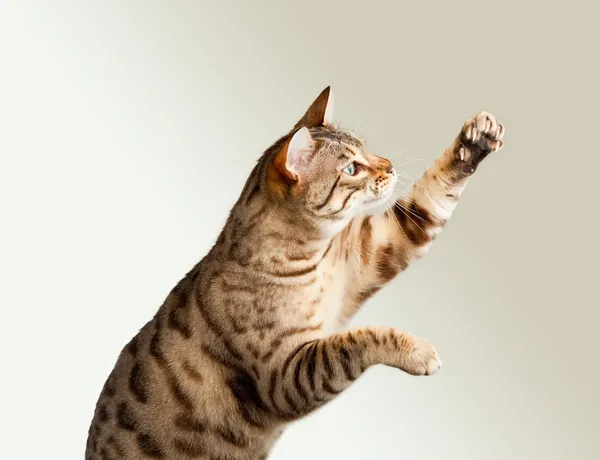 Bengala gatinho esticando suas garras — Fotografia de Stock
