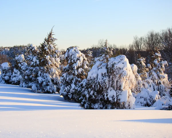 Schneebedeckte Nadelbäume — Stockfoto