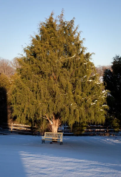 Ławka pod duże drzewo — Zdjęcie stockowe