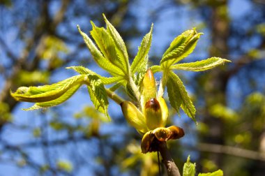 kestane bud