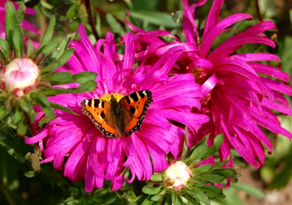 stock image Butterfly