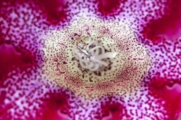 stock image Flower bud