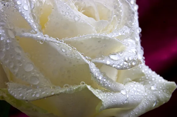 Бутон троянди — стокове фото