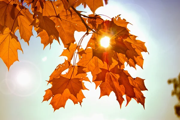 Soleil d'automne Images De Stock Libres De Droits