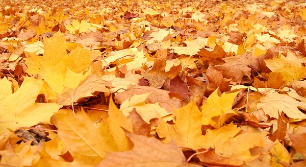 Hojas de otoño Imagen de stock