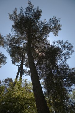 pines Silhouettes