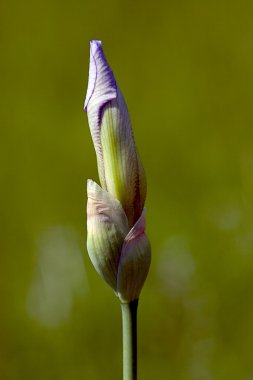 iris bir bahçe içinde açık olmaya hazır tomurcuk