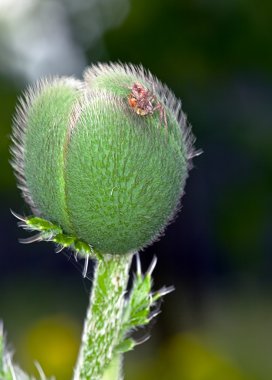 haşhaş bud ile güneşin altında bir garde tuttu.