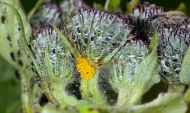 Aphid living and grey bag on a green thi clipart