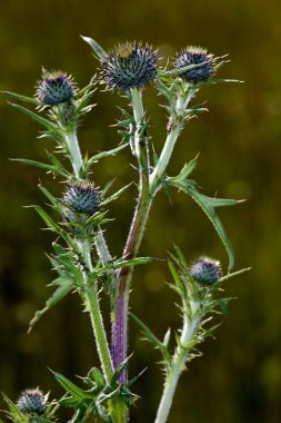 Thistle bush bir Bahçe