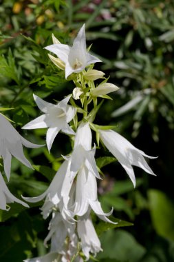 Beyaz çiçeği campanula