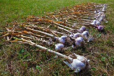 Garlic is dried on the summer sun clipart