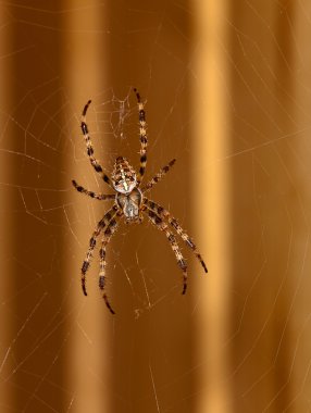 Spider waiting a fly on web in the windo clipart