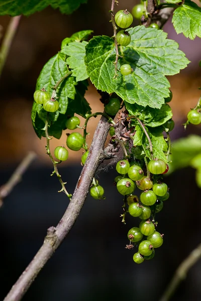 Gröna vinbär på en buske i sommar — Stockfoto