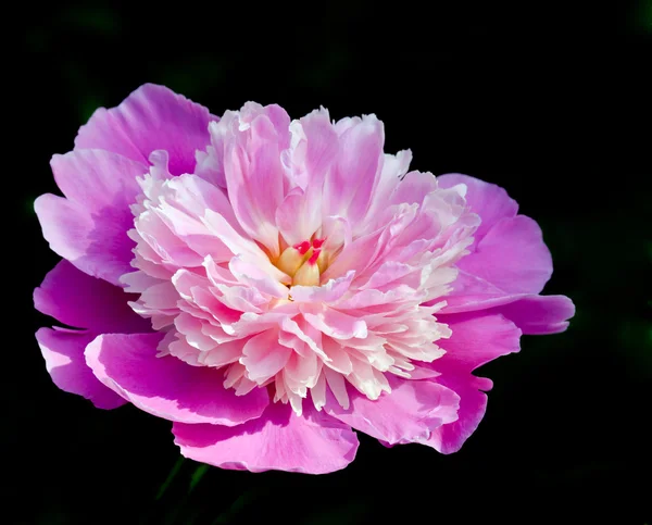 stock image Red flower