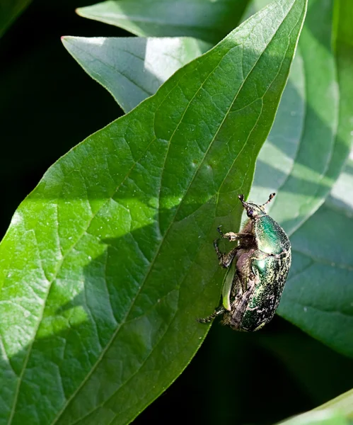Bug voador verde em um folheto verde — Fotografia de Stock